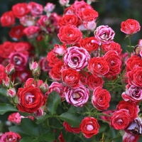 Rožė (Rosa) 'Schone Koblenzerin'